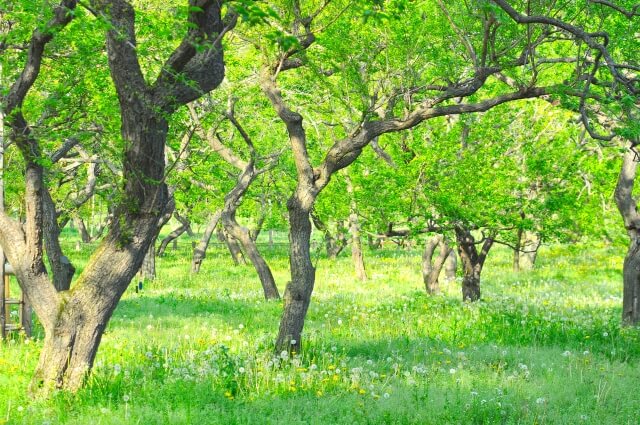 偕楽園の魅力が分かる歩き方 水戸市民が表門から道順をガイドするよ 茨城観光 グルメ情報ブログ イバトリ