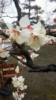 偕楽園 梅林