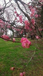 水戸 偕楽園 歩き方
