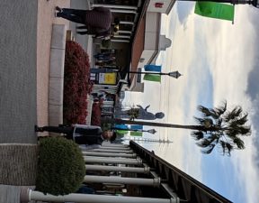 茨城 大杉神社 猫 お守り