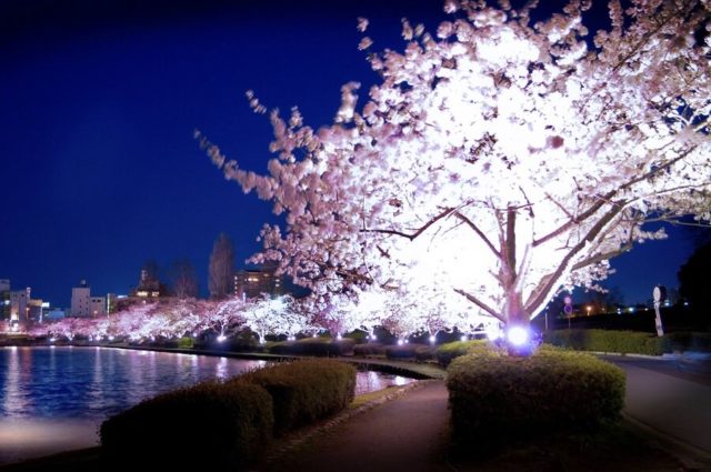 千波湖　イベント　桜まつり　ライトアップ　水戸市