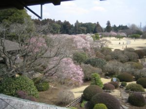 水戸 偕楽園 梅