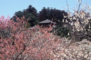 水戸 偕楽園 梅