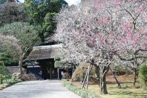 水戸 偕楽園 梅