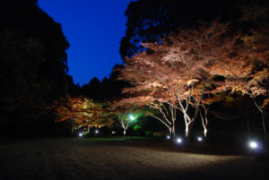 水戸 偕楽園 梅