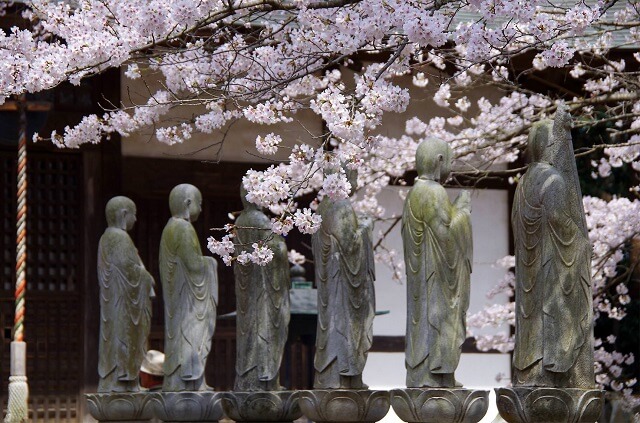 水戸　観光　六地蔵寺　しだれ桜
