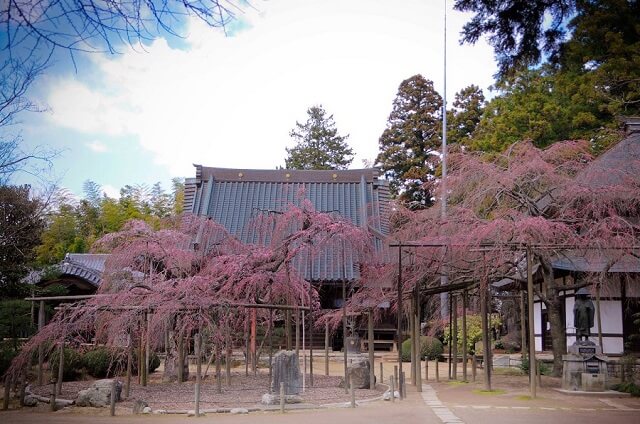 水戸　観光　六地蔵寺　しだれ桜