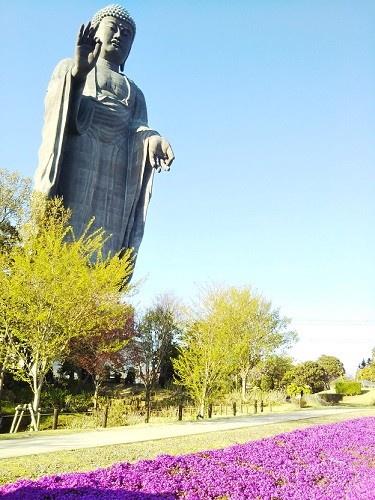 牛久大仏 足元 芝桜