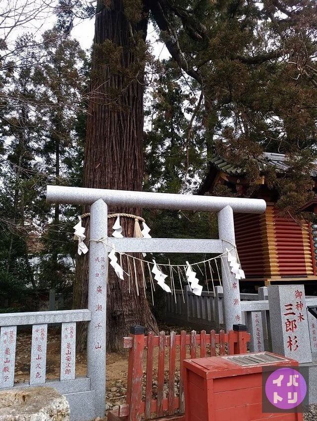 大杉神社 御神木 次郎杉