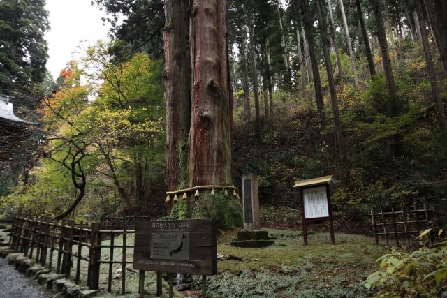 日立市　御岩神社　三本杉　パワースポット