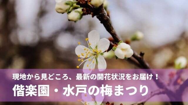 偕楽園の梅まつり 22年度版 見頃と開花状況の最新情報 水戸市 茨城観光 グルメ情報ブログ イバトリ