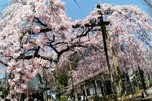 水戸 観光 周辺 ネモフィラ