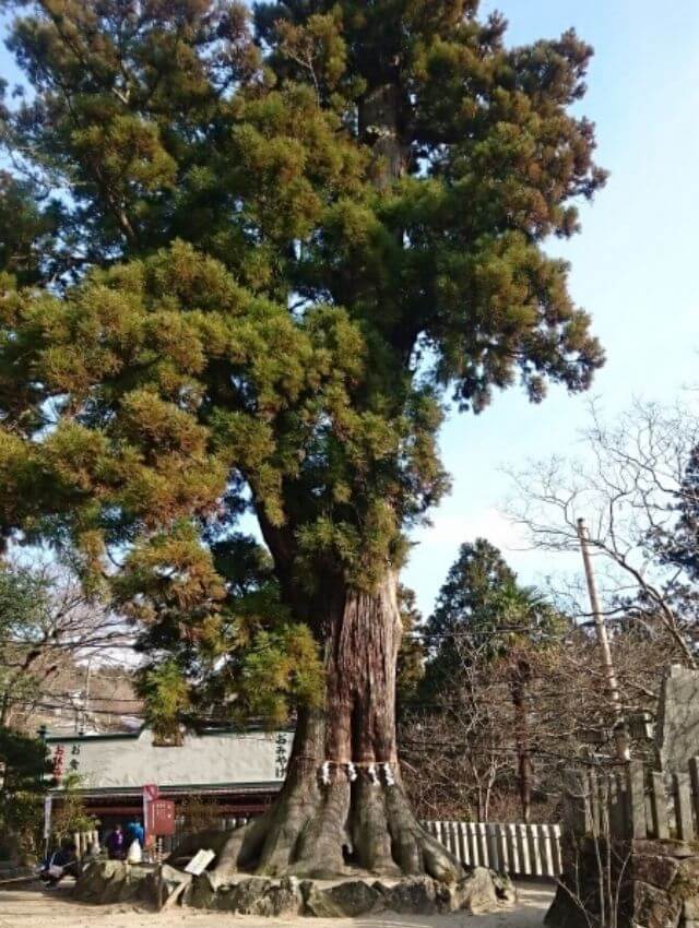 筑波山神社　ご神木　巨木　大杉