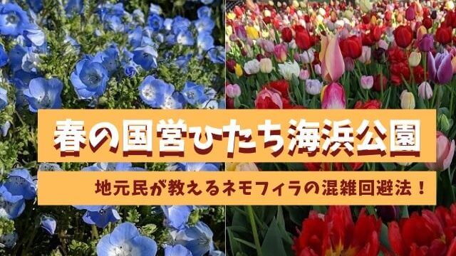 国営ひたち海浜公園のネモフィラの混雑を回避するには 混雑の時間帯と駐車場情報 茨城観光 グルメ情報ブログ イバトリ