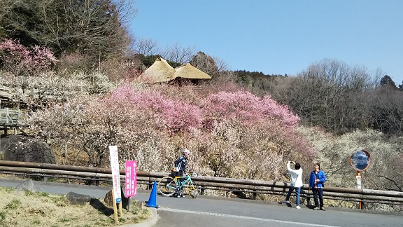 役立つ 注文 キー 筑波 山 梅 開花 状況 Goshikihamajichikai Jp