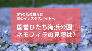 ひたち海浜公園 ネモフィラ 見頃