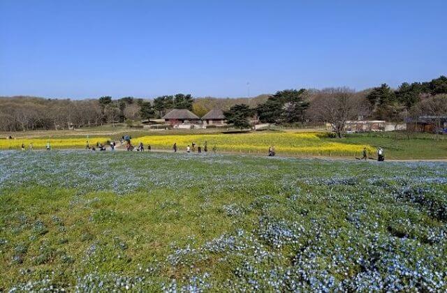 国営ひたち海浜公園のネモフィラ関連まとめ 2021年 開花状況随時更新 茨城観光 グルメ情報ブログ イバトリ