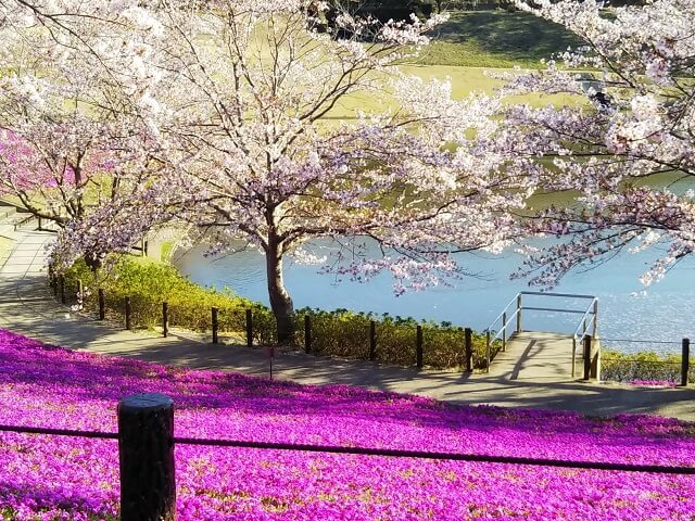 茨城の桜の名所から穴場のお花見スポット42選 開花状況も更新中 茨城観光 グルメ情報ブログ イバトリ