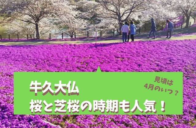 牛久大仏の桜と芝桜の景色は極楽浄土 ランチで食べたお蕎麦がおすすめ 茨城観光 グルメ情報ブログ イバトリ