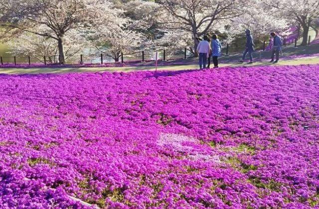 あみアウトレット 周辺の観光スポット情報 車で分圏内のおすすめを厳選 茨城観光 グルメ情報ブログ イバトリ