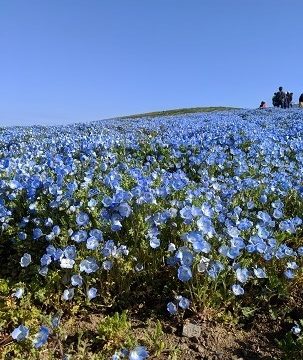 ネモフィラ 開花状況 ひたち海浜公園