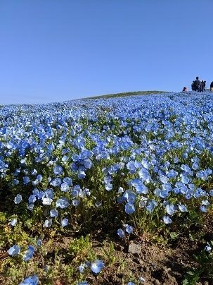 ひたち海浜公園 ネモフィラ 朝