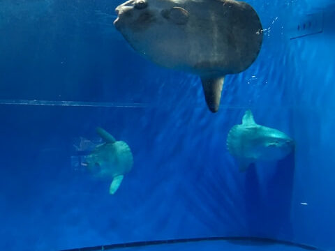 アクアワールド 大洗水族館