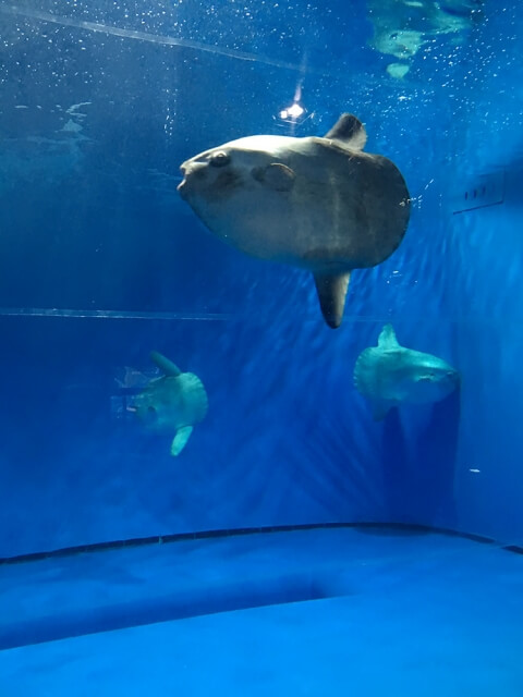 アクアワールド 大洗水族館 マンボウ