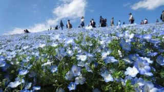 ネモフィラ ひたち海浜公園 開花状況 見頃