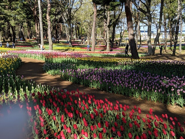 ひたち海浜公園 チューリップ畑 春