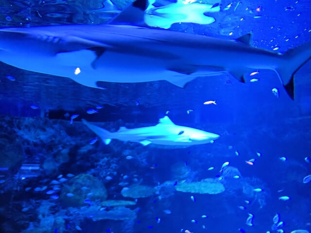 アクアワールド茨城県大洗水族館　サメ　シャークウォッチング