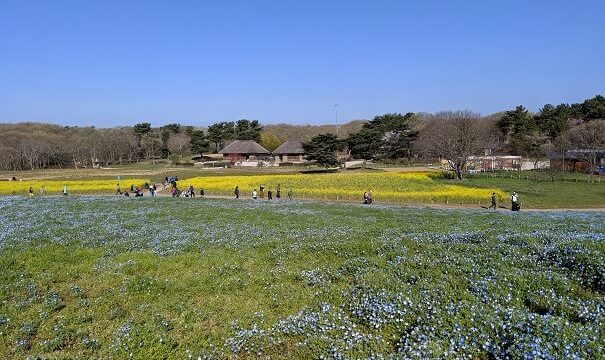 ネモフィラ 開花状況 ひたち海浜公園