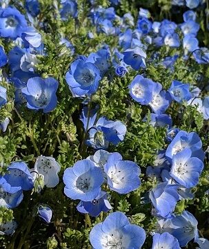 ネモフィラ 開花状況 ひたち海浜公園