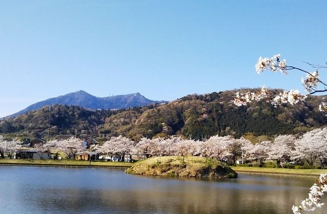 茨城県つくば市　観光　北条大池の桜