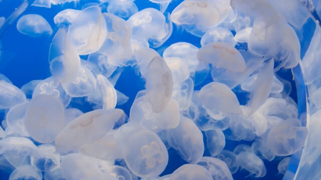 大洗水族館 おすすめ 口コミ 評判
