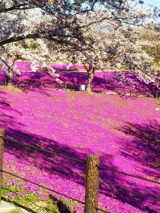 牛久大仏 桜 芝桜 子連れ