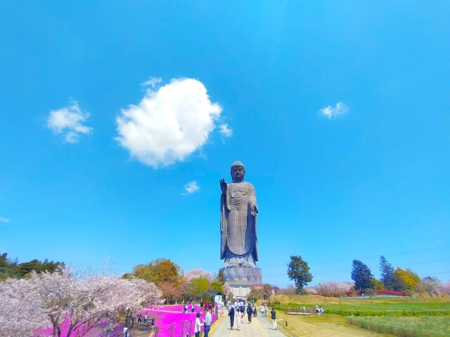 牛久大仏　桜　春