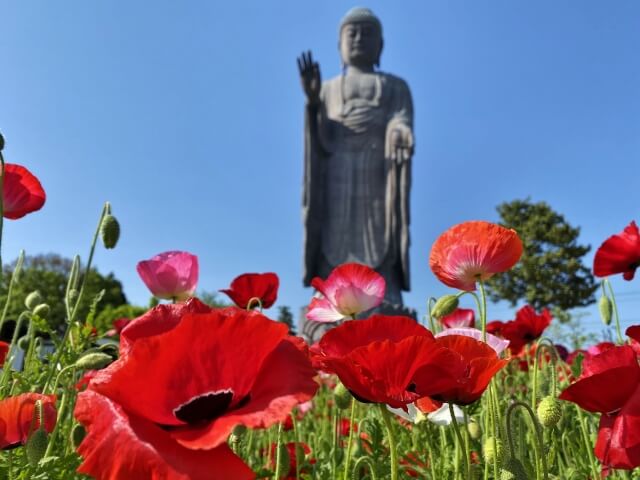 牛久大仏　庭園　おはなまつり