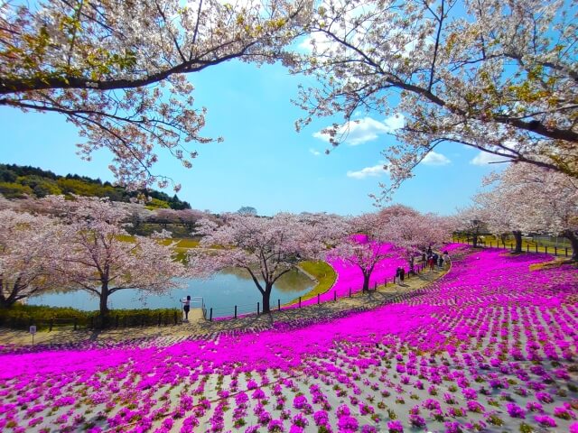 牛久大仏　芝桜