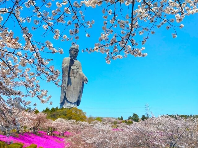 牛久大仏　桜　芝桜　見頃