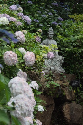 茨城 あじさい 名所 雨引観音