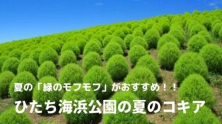 ひたち海浜公園 コキア 夏 見頃