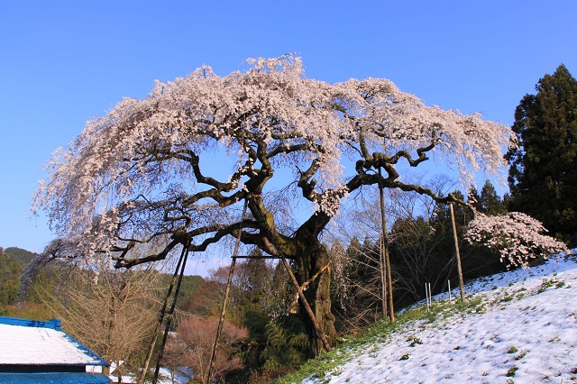 袋田の滝　周辺　観光スポット　外大野のしだれ桜