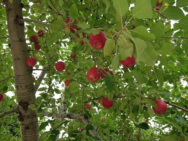 袋田の滝　周辺　観光スポット　奥久慈りんご　りんご狩り