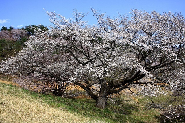 袋田の滝　周辺　観光スポット　沓掛峠の山桜