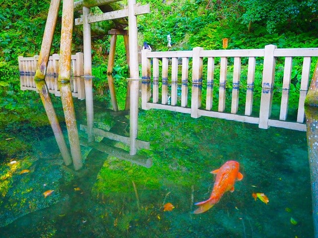 茨城　パワースポット　おすすめ　鹿島神宮の御手洗池