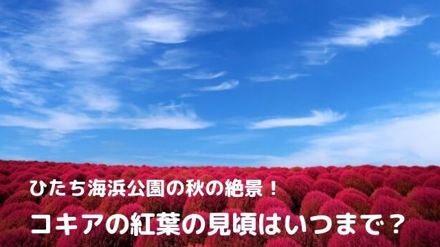 国営ひたち海浜公園のコキア情報 21年の見頃と紅葉の様子を茨城から更新中 茨城観光 グルメ情報ブログ イバトリ