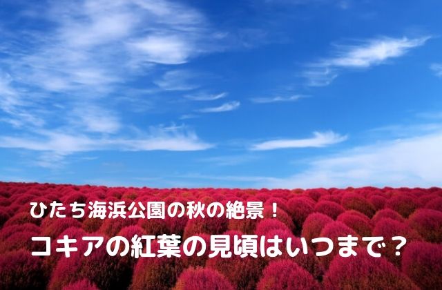 国営ひたち海浜公園のコキア情報 年の見頃と紅葉の様子を茨城から更新中 茨城観光 グルメ情報ブログ イバトリ