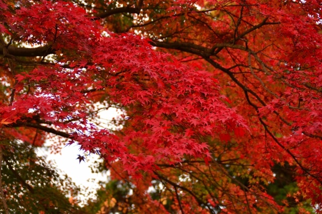 筑波山の紅葉 混雑状況や見頃時期は 年のもみじまつりとライトアップ 茨城観光 グルメ情報ブログ イバトリ