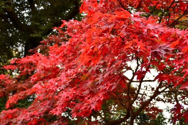 筑波山の紅葉 混雑状況や見頃時期は 21年のもみじまつりとライトアップ 茨城観光 グルメ情報ブログ イバトリ